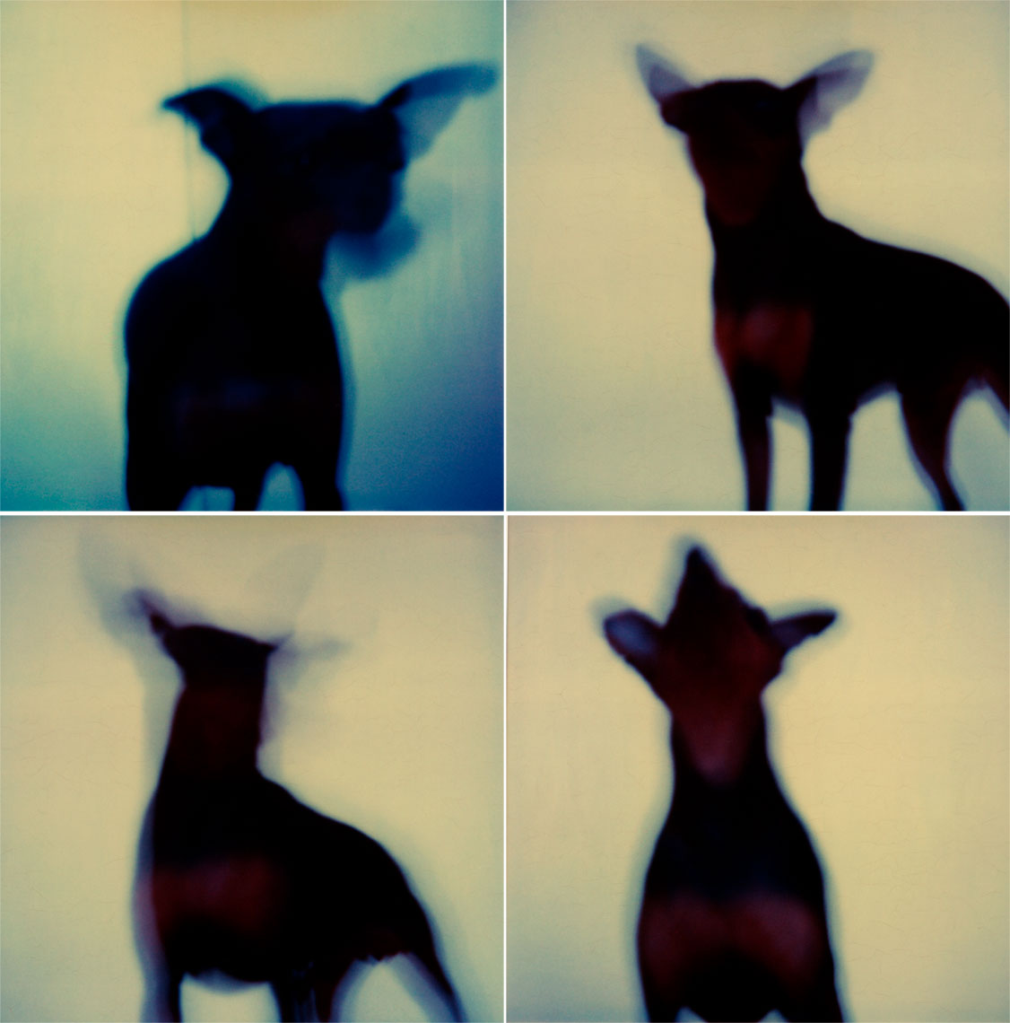 batdog.fashion-cares