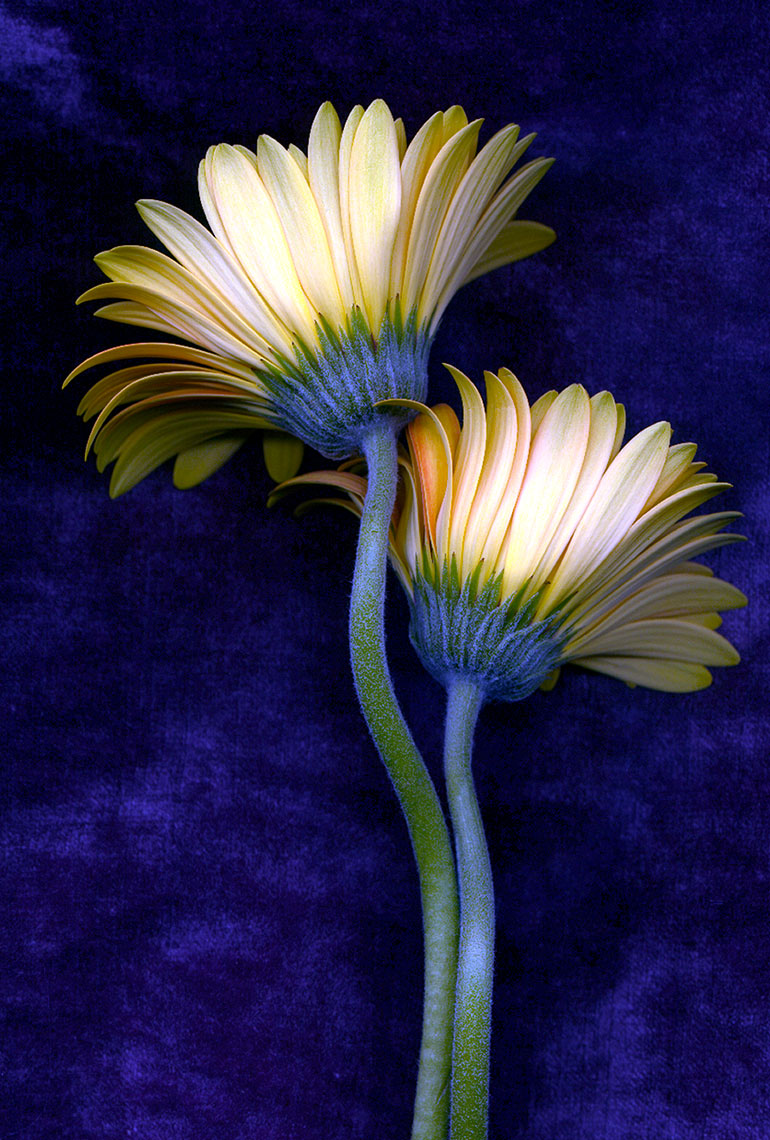 gerbera.smaller1