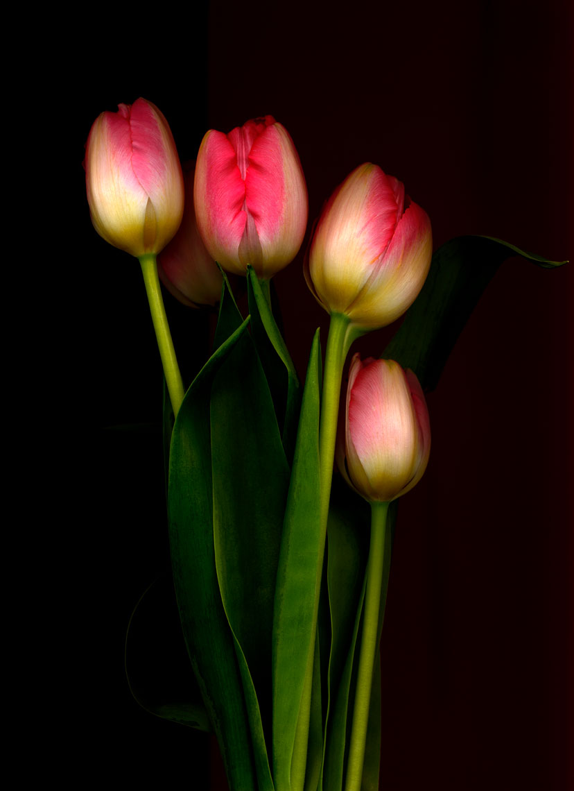 tulip.original